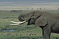 Afrikai elefánt (Loxodonta africana)