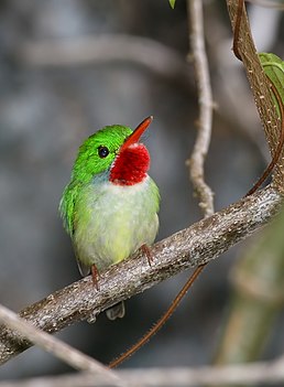 Тоді зелений (Todus todus)