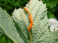 Soroj de la fungo Triphragmium ulmariae ĉe Filipendula ulmaria (rozacoj).