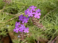 Verbena peruviana.jpg