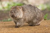 Brown wombat