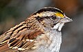 Image 86Close-up of a white-throated sparrow in Central Park