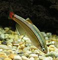 White Cloud Mountain Minnow1