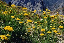 Het geel duizendblad, Achillea filipendulina, groeit onder meer in koude, bergachtige gebieden