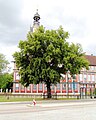 Herzog-Linde am Schlossplatz