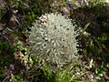 Xerophyllum tenax