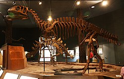 Yangchuanosaurus zigongensiksen luuranko