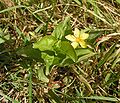 Yellow pimpernel