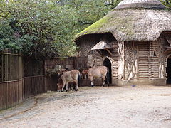 La « fabrique » des chevaux de Przewalski, avant rénovation.