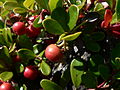 Arctostaphylos uva-ursi