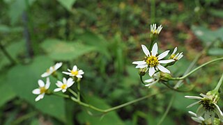 Aster scaber 20230917 114835.jpg