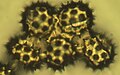 Granos de polen (400×)
