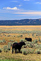 Vacas pastando en la pradera de Oregón.