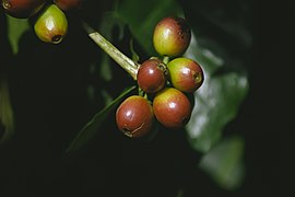 Coffee Berries in Yercaud, Tamil Nadu, India.jpg