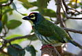 Coppersmith on Ficus Tree