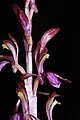 Corallorhiza mertensiana