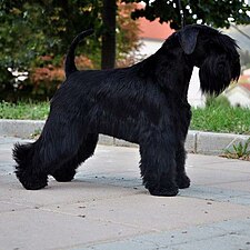 Black Schnauzer