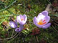 Crocus longiflorus (H)