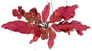Delesseria sanguinea, một loài tảo đỏ có loại lục lạp chứa sắc tố đỏ như phycoerytherin đã che lấp mất lớp sắc tố lục lam chlorophyll a.[30]