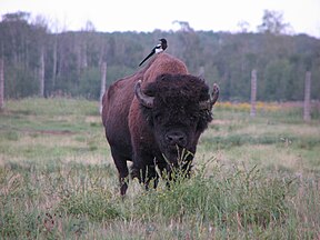 Bison im Elk-Island-Nationalpark