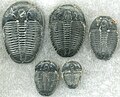 Image 14Trilobites first appeared during the Cambrian period and were among the most widespread and diverse groups of Paleozoic organisms. (from History of Earth)