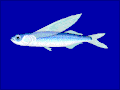 Akdeniz uçan balığı