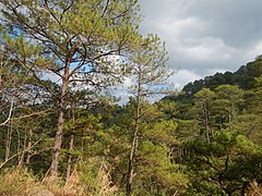Luzon tropical pine forests