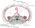 Disposición horizontal del peritoneo, en la parte inferior del abdomen.