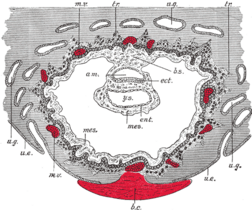 Doorsnede door ingenesteld embryo in de decidua, am. vruchtblaas (amnionholte), b.c. bloedprop, b.s. hechtsteel, ect. embryonaal ectoderm, ent. entoderm, me. mesoderm, m.v. bloedvaten van de moeder, tr. trofoblast, u.e. baarmoederepitheel, u.g. baarmoederklieren, y.s. dooierzak