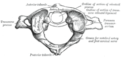 První krční obratel. Gray's Anatomy, 1918