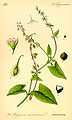 Fallopia dumetorum (as syn. Polygonium dumetorum) plate 191 in: Otto Wilhelm Thomé: Flora von Deutschland, Österreich u.d. Schweiz, Gera (1885)