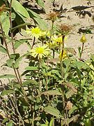 Inula hirta