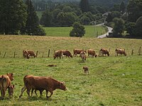 Bovins limousins près de Rempnat