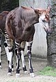 Okapia johnstoni, Cincinnati Zoo