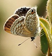 Anthene otacilia