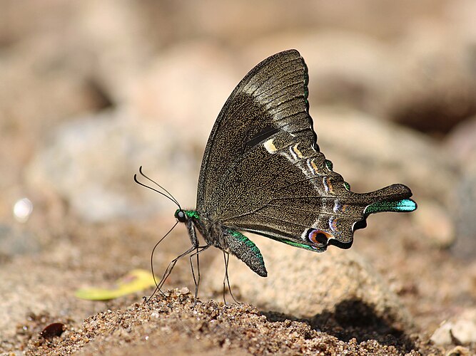 Бабочка-хвостоносец Papilio crino пьёт воду из грязи