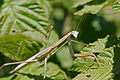 Mantis on raspberry