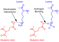 Revisited Glutamic Acid Lysine salt bridge.png