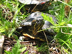 Punakorvakilpikonna (Trachemys scripta elegans)