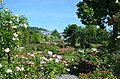 Impressionen aus dem Rosarium