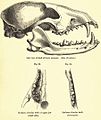 Illustratie van de schedel van de kortoorvos