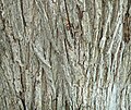 Siberian Elm (Ulmus pumila) bark
