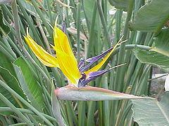 Strelitzia reginae var. citrina Hort