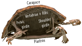 Photograph of one half of a tortoise skeleton, cut in half vertically showing the vertebrae following curving along the carapace