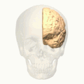 Fig.4 Animation of Fig.3. Similarly, only the most outer surface of the skull is rendered.