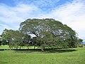 Enterolobium cyclocarpum Español: Árbol de Guanacaste, árbol nacional English: Árbol de Guanacaste, national tree .