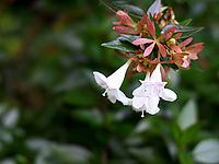 Abelia × grandiflora