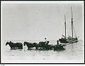 Image 16Loading grain from horse drawn wagons to the ketch 'Free Selector' on Kangaroo Island (from Transport in South Australia)