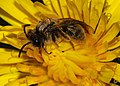 Abeja Andrena macho