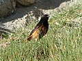 Male; Rumbak, Ladakh, Jammu & Kashmir, India